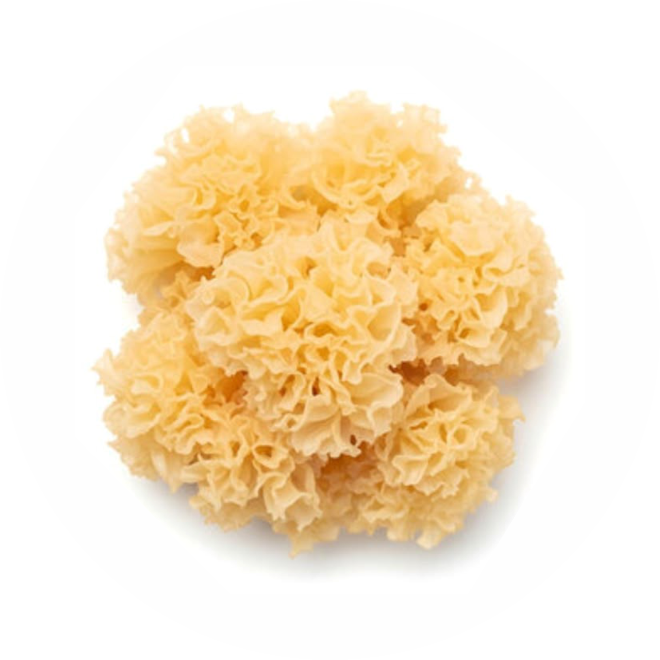 Wholesale Tremella logo